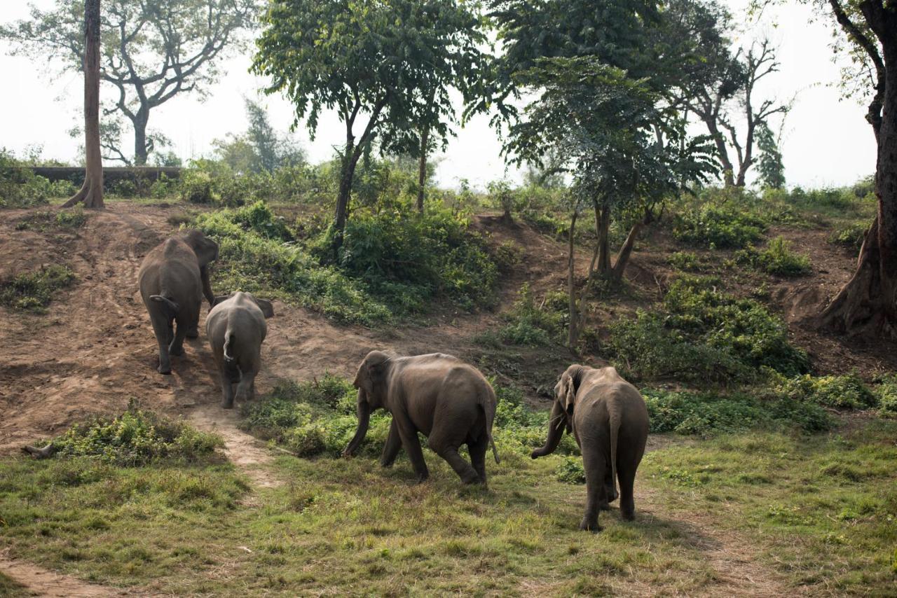 Tiger Tops Tharu Lodge Читван Экстерьер фото