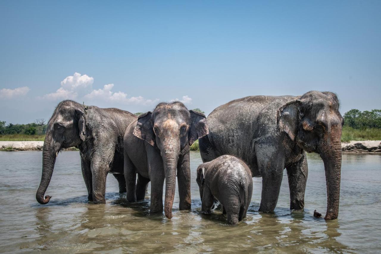 Tiger Tops Tharu Lodge Читван Экстерьер фото