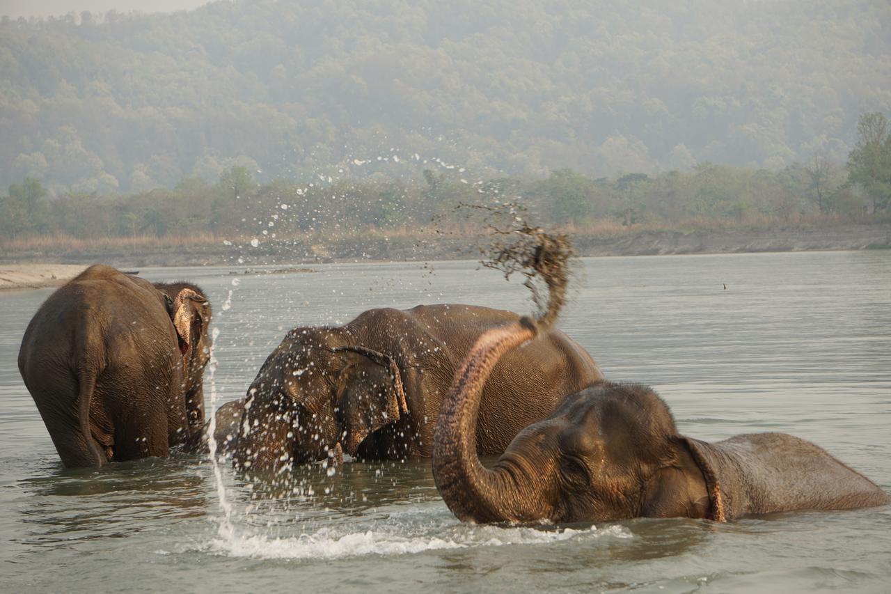 Tiger Tops Tharu Lodge Читван Экстерьер фото