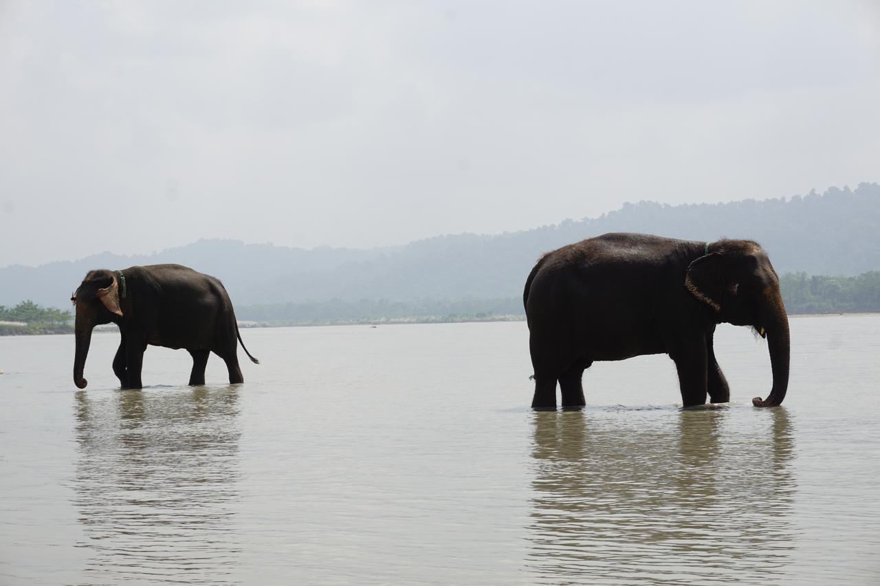 Tiger Tops Tharu Lodge Читван Экстерьер фото