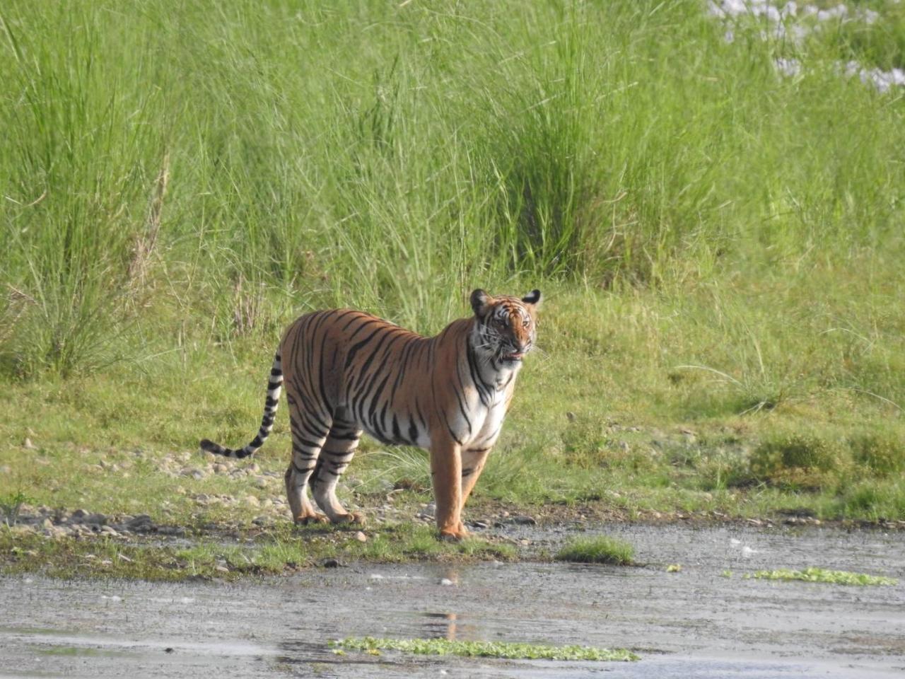 Tiger Tops Tharu Lodge Читван Экстерьер фото