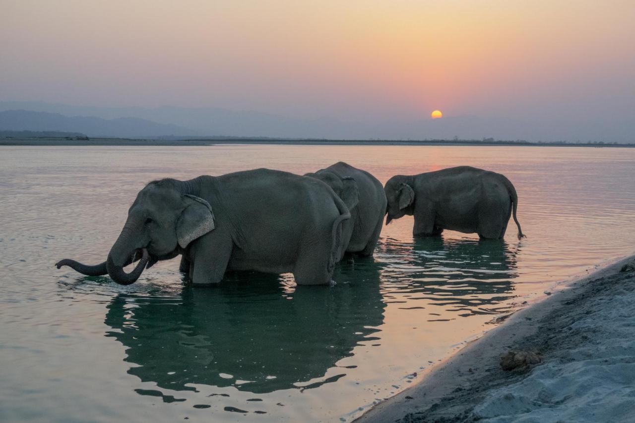 Tiger Tops Tharu Lodge Читван Экстерьер фото