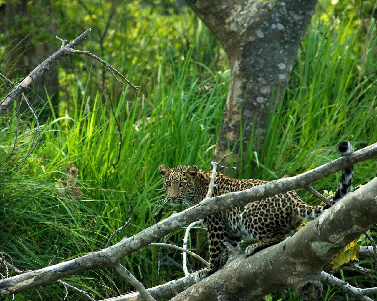 Tiger Tops Tharu Lodge Читван Экстерьер фото